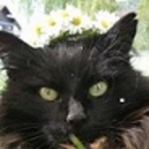 Regenbogenkatze Emma