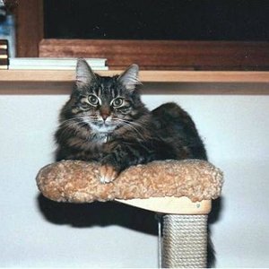 Hier sieht man Micky, die ich mit der Flasche großgezogen habe und ein Alter von fast 18 Jahre erreichte. Sie ist eine Mischlungskatze, die wie eine Norwegische Waldkatze aussah