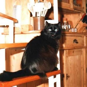 Das ist Dusty und ein Main Coon Kater, der 13 Jahre alt wurde und sein Gewicht auf stolze 10 Kg gebracht hatte