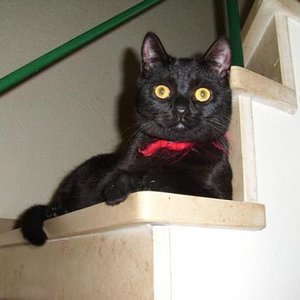 Balou, der stolze Kater, der leider überfahren wurde und das in einem Alter von 2 Jahren