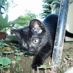 Der erste Ausflug von Balou im Garten