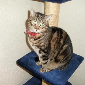 Bonny die Katzendame, die mit uns spazieren geht und einen dominierenden Charakter hat