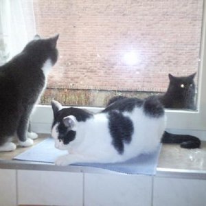 Louis , Lady und unser Lucky der leider mit 2,5 Jahren an Krebs gestorben ist :((