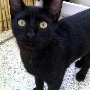 Yoda - 3,5 Monate alt