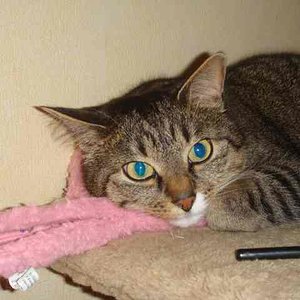 Flocke nach dem Spielen