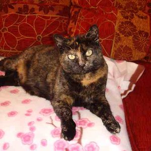 Meine Seelenkatze Lucy