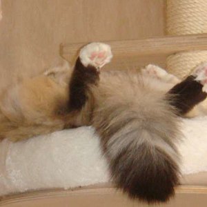 Mümmes macht ein Nickerchen