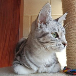 Meine Zuchtkätzin: SE Mumindalens Silver Tess
Rasse: Europäer (EUR)
Farbe: Schwarz Silber blotched tabby (ns22)
Aus Schweden