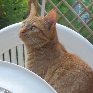 Meine Zuchtkätzin: DK Boholdt Super Karla
Rasse: Europäer (EUR)
Farbe: Rot getupft tabby (d24)
Aus Dänemark