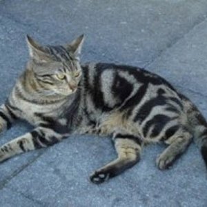 Mein Zuchtkater: CH. DK Wehnerts Qaiser
Rasse: Europäer (EUR)
Farbe: Schwarz blotched tabby (n22)
Aus Dänemark