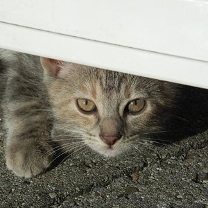 CH Ullani-Hekla v.Tabbygaard
Rasse: Europäer (EUR)
Farbe: Blau Schildpatt blotched tabby (g22)
Aus der Schweiz