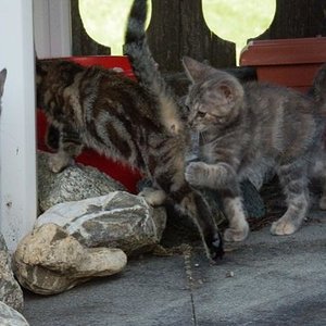 CH U-Charmtroll v.Tabbygaard 
Rasse "Europäer" (EUR)
Farbe: Schwarz Schildpatt blotched tabby
Und rechts
CH Ursina-Titti v.Tabbygaard
Rasse: Europäer (EUR)
Farbe: Blau Schildpatt blotched tabby (g22)
Aus der Schweiz