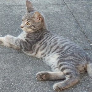 CH Uranus-Sif v.Tabbygaard
Rasse: Europäer (EUR)
Farbe: Blau mackerel tabby (a23)
Aus der Schweiz