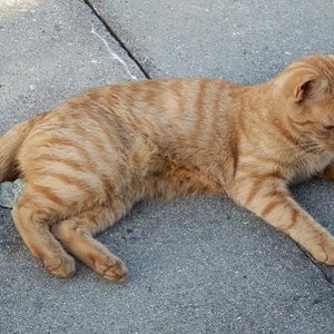 Nochmals mein Zuchtkätzin Super Karla