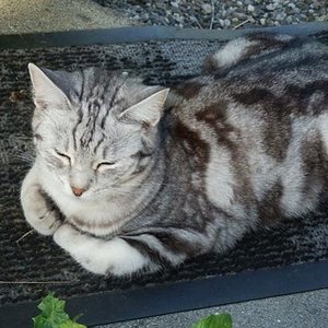 Meine Zuchtkätzin: SE Mumindalens Silver Tess
Rasse: Europäer (EUR)
Farbe: Schwarz silber blotched tabby (ns22)
Aus Schweden