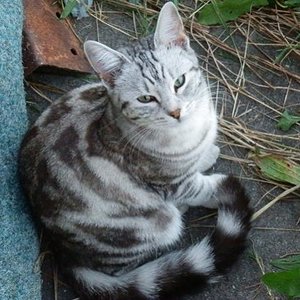 Nochmals Silver Tess