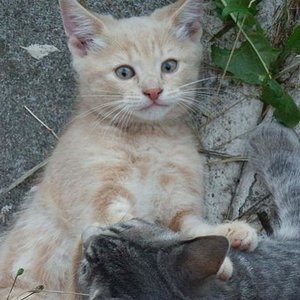 CH Ulis-Jason v.Tabbygaard
Rasse: Europäer (EUR)
Farbe: Creme blotched tabby (e22)
Aus der Schweiz