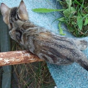 Nochmals Charmtroll am klettern