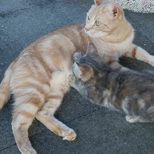 Meine Zuchtkätzin: DK Breath-Takings Dorthea
Rasse: Europäer (EUR)
Farbe: Creme blotched tabby (e22)
Aus Dänemark