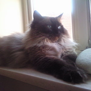 Das ist Sam - Tammi - sieben Jahre und ein seal-point
Trotz seiner knapp 9kg mit viel Angst vor vielem ; )