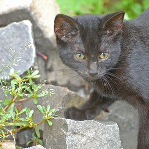 Und das ist Nanni bei ihrer Entdeckungstour. Noch sind die Beiden Wohnungskatzen, haben aber kontrollierten Freigang.