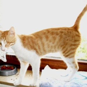 Hat Hund Fernando vielleicht was Besseres in seinem Napf?