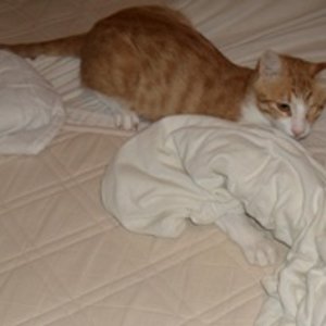 Ich bin ein Haushaltshelferkater!