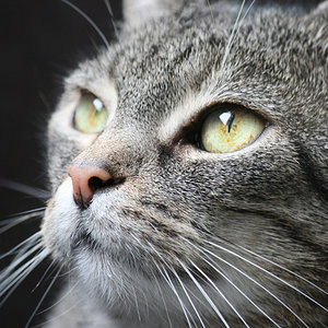 Nach langer "Problemphase" (urinieren, krankhaftes kahl lecken) jetzt endlich wieder entspannt :-) Durchhalten lohnt sich IMMER!!!