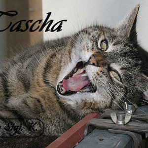 Tascha