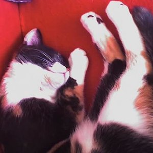 Schlafen ist so schön....