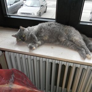 auf der warmen fensterbank fläzen