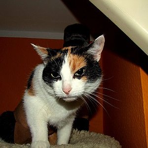 Arrgh, ich fress dich gleich....