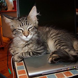 Lieblingsplatz! Titus Notebookcat.