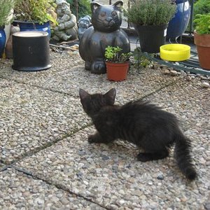 Cuba und fremde Katze