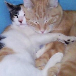 Mana und Angeal beim schmuseln