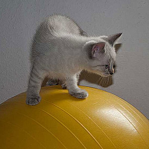 Was das denn für ne Kugel. 
Seit wir nicht  mehr im Bad sein müssen, finden wir immer neues über unser Frauchen heraus.