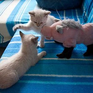 Ergib dich! Wir sind in der Mehrzahl!