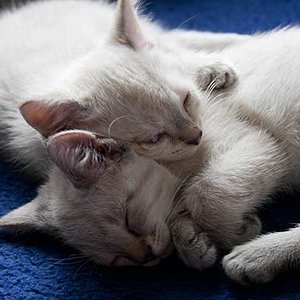 Entdeckungsreisen machen müde