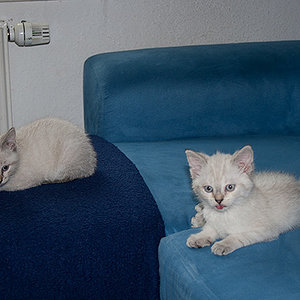 Wir sollen immer ins Körbchen und die hat so ne coole Couch!