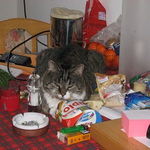 Karlchen geht nie auf den Tisch