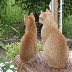 Polans & Pepe in gesicherter Terrasse