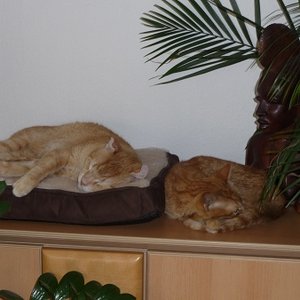 Pepe, 8 J. und Polans 11 J.