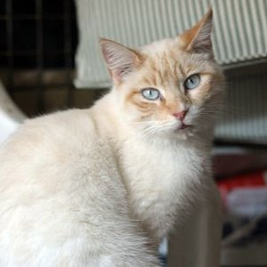 Valentino, kommt 25.9. aus Spanien an