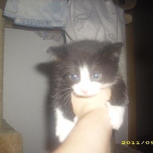 ich suche noch ein zuhause. wenn es geht in der nähe von gera weil ich nicht zuweit weg von mein geschwistern sein möchte un weil meine ziehmama mich ab un an mal besuchen möchte... wer intresse hat schreibt ihr einfach...