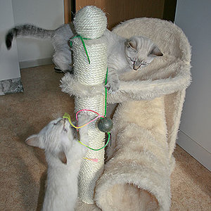 Wir haben ein Kratzbäumchen bekommen und lieben es!!