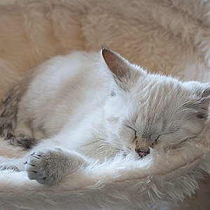 Dieser Schlafplatz ist jetz meiner!