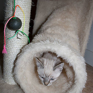 ...und das ist mein Schlafplatz. Wenn der Tunnel nicht  rascheln würde, wäre es echt langweilig.