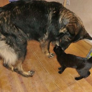 Mein Hauptproblem war ja eigentlich Hund und Katz aneinander zu gewöhnen...