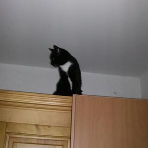 Thommy ( 1.2 Jahre )