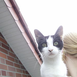 Kitty ( Mutter ca. 3 jahre )